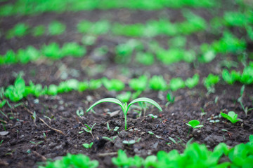 closeup of weed in the vegtable garden