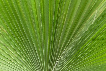 fond de feuille de palmier