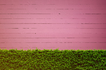 Green bush with pink wooden screen wall in background. Copy space.
