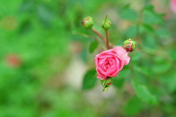 роза