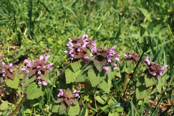 Wildblumen im Frühling
