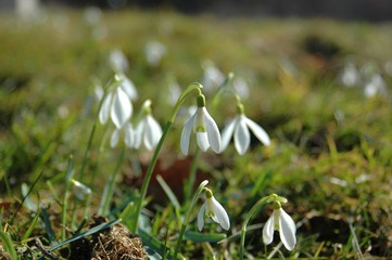 pierwiosnek