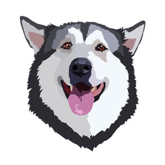 portrait husky vector image