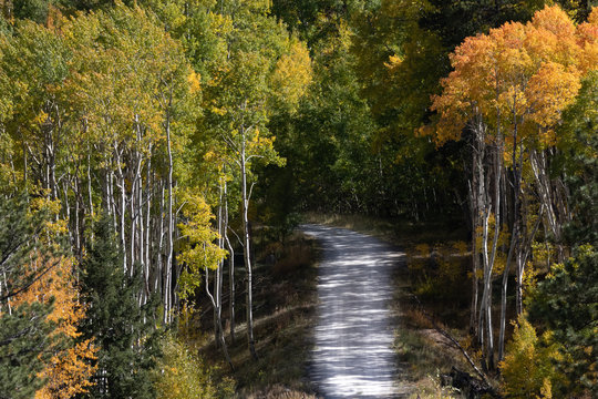 Fall Road Through Aspen Forest © PixelView.Media