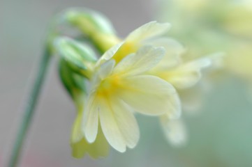 Obraz premium pierwiosnek