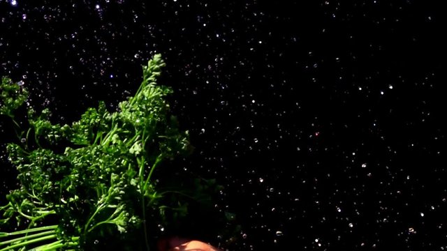 Water drops fly in slow motion over a bunch of parsley. Hand flaps a bunch of wet green parsley on a black background.