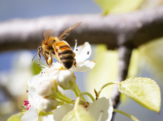 Macro Bee