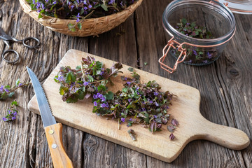 Cutting up ground-ivy to prepare homemade syrup