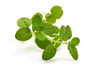 Oregano leaves, marjoram branch, close-up, isolated on white background