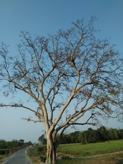 The view of the tree shows  nature's Beauty