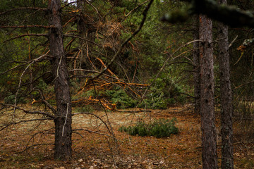thick pine forest. Russian landscape