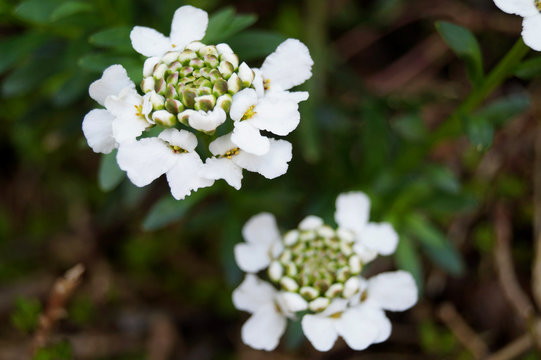 Weiße Schleifenblume