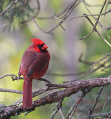 Cardinal on a branch