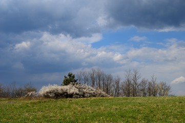 landscape in the spring