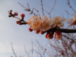 flowers in snow