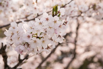 日本の桜