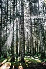 Obraz premium Durmitor National Park in Montenegro 