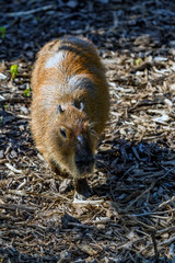 Capybara or Hydrochoerus hydrochaeris sits on ground