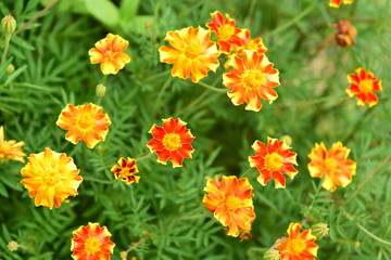 Chinese Tibet Gesang flower