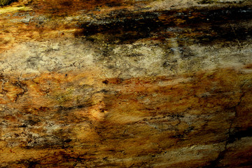 Colorful abstract texture of an old, wet, rotten tree. Background.