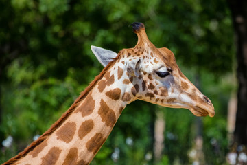 Close up head of Kordofan giraffe or camelopardalis antiquorum