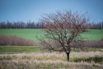 Fototapeta premium Lonely bare tree in spring steppe beautiful landscape