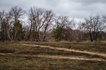 birch groves and marshes. Russian landscape