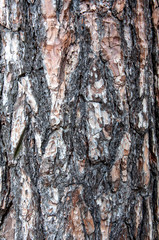 pine bark