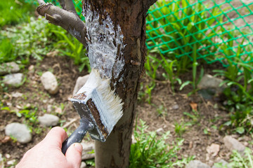 spring whitewashing of trees