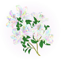 Multi colored rhododendron twig with flowers and leaves mountain shrub vintage  vector illustration editable hand draw