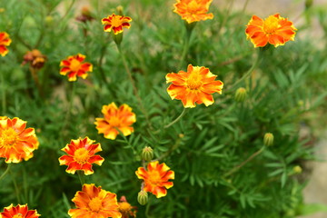 Chinese Tibet Gesang flower