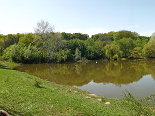 lake in the forest