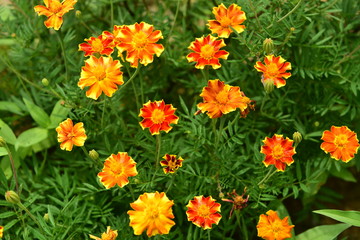 Chinese Tibet Gesang flower