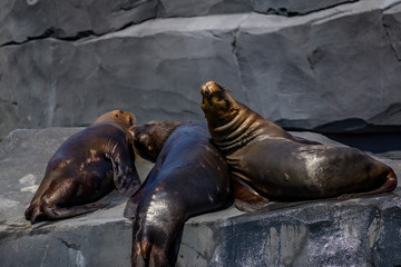 View of several seals resting on grey stones