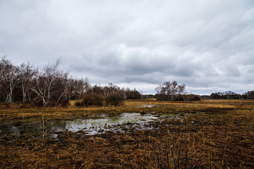 birch groves and marshes. Russian landscape