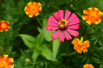 Chinese Tibet Gesang flower