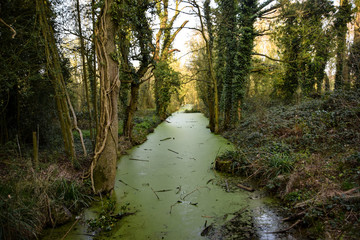 A swamp in the centre of the image, surrounded by the trees