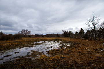 birch groves and marshes. Russian landscape