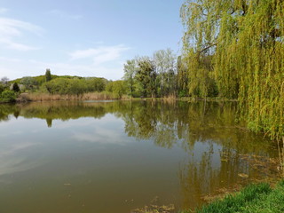 lake in forest