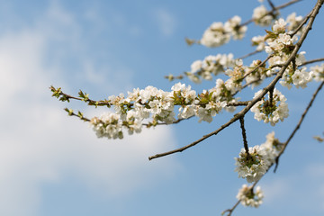 Fototapeta premium kwitnąca czereśnia