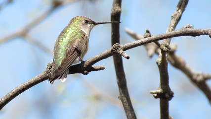 hummingbird on branch