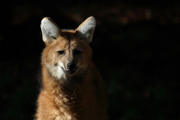 Mähnenwolf / Maned Wolf / Chrysocyon brachyurus.