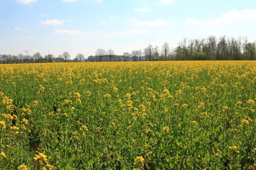 blühendes Rapsfeld im Frühling