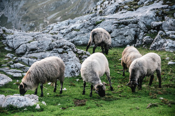 Obraz premium Backpacking in Durmitor National Park in Montenegro
