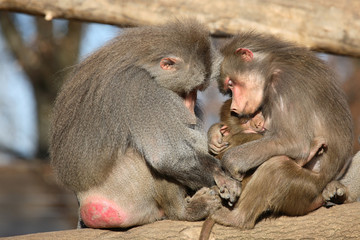Mantelpavian / Hamadryas Baboon / Papio hamadryas.