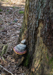 Chaga mushroom grown on a broken tree in the forest.