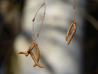 Catkins of birch