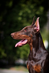 doberman puppy fun