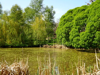 landscape with river and trees