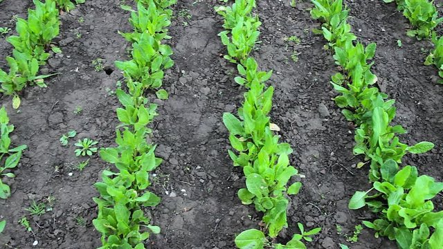 common sorrel, Spinach Dock, Rumex acetosa, growing in garden
